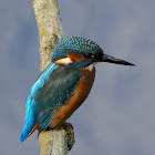 Common Kingfisher