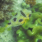 Longspined porcupinefish