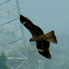 Eastern Imperial Eagle