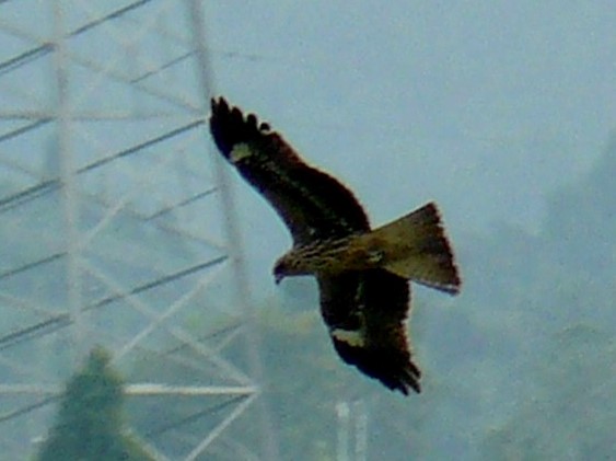 Eastern Imperial Eagle