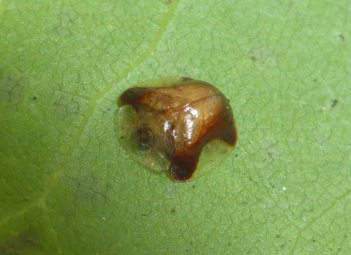 Tortoise Beetle