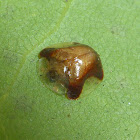 Tortoise Beetle