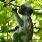 Zanzibar Red Colobus Monkey