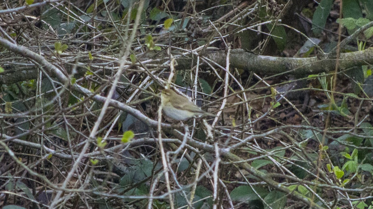 Common Chiffchaff