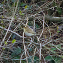 Common Chiffchaff