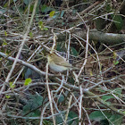 Common Chiffchaff