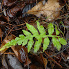 Netted Chain Fern