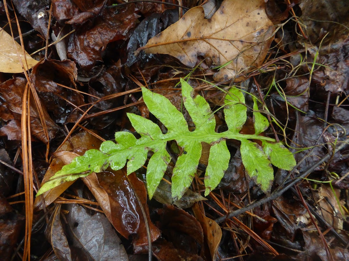 Netted Chain Fern