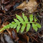 Netted Chain Fern