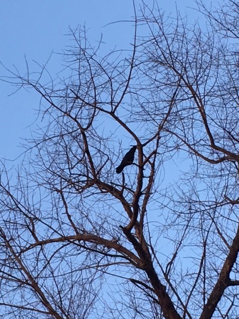 American Crow