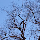 American Crow