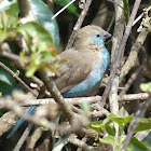 Red-cheeked Cordon-bleu