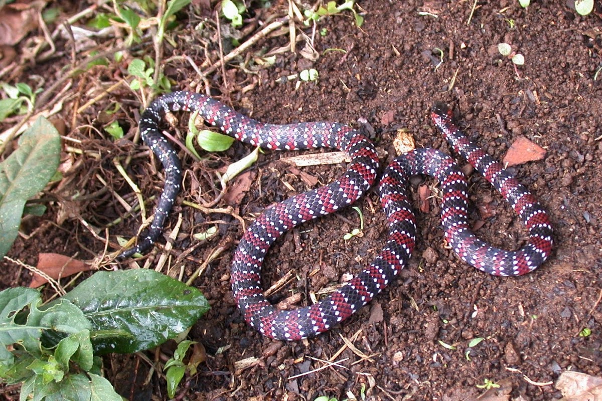 Ornate Coral Snake