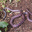 Ornate Coral Snake