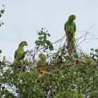 Red-winged Parrot