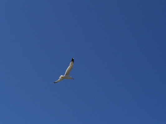 Nel Cielo Azzurro... di primo j decimo