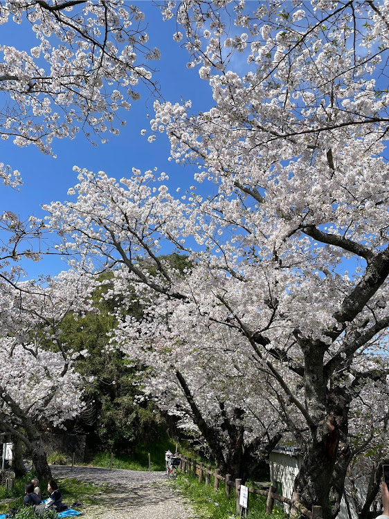 ハイラックスのサクラと愛車・4月もよろしくお願い致します🌸・桜とコラボ・ドライブに関するカスタム事例の投稿画像4枚目