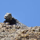 Spiny-Tailed Iguana