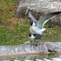 Laughing Gull