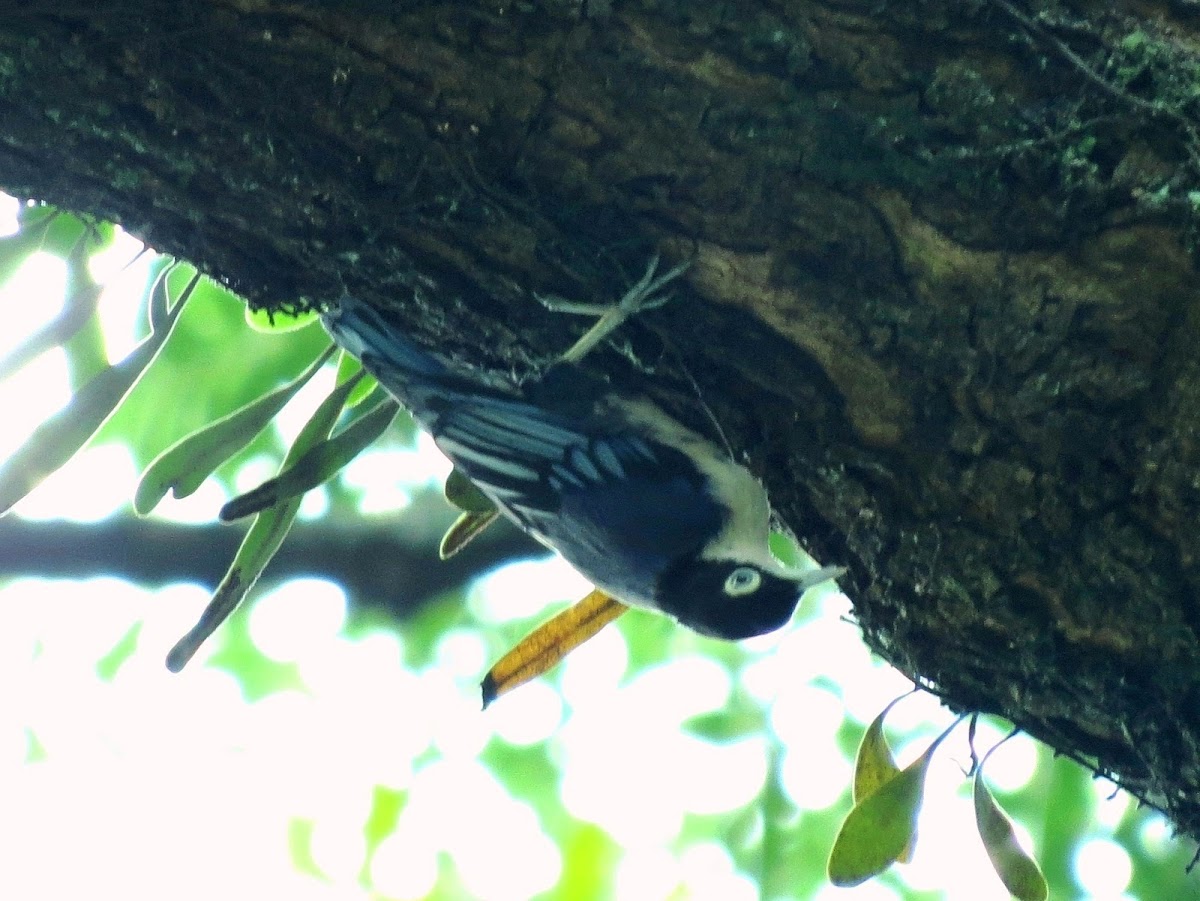 Blue Nuthatch