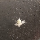 White fluffy fly