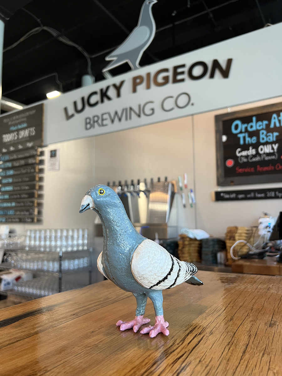 A pigeon walks into Lucky Pigeon Brewing's bar...