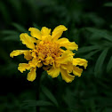 Marigold