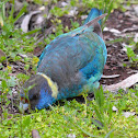 Mallee Ringneck