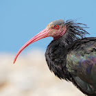 Ibis eremita (Northern Bald ibis)