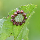 Stinkbug Nymphs And Eggs