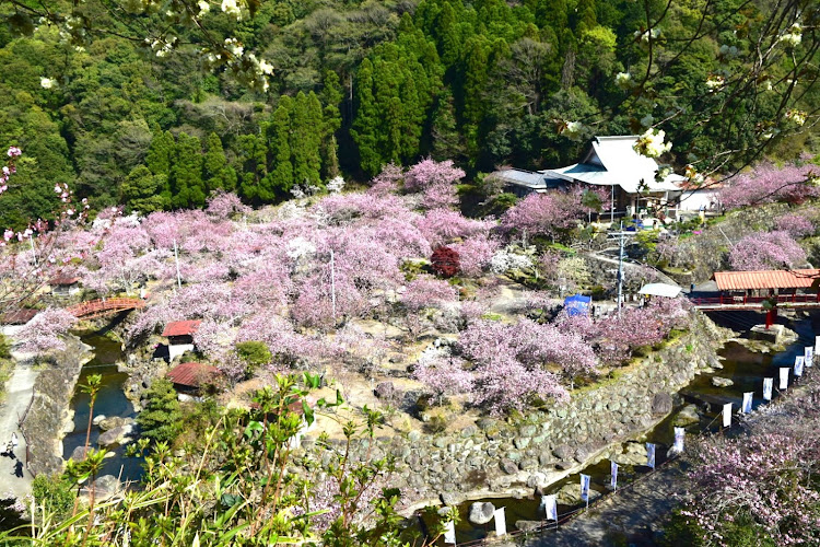 の投稿画像5枚目