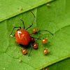 Cobweb spider