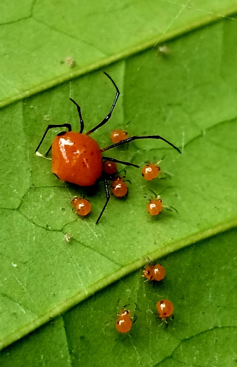 Cobweb spider