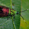 Metalmark Moth, Metallic Moth bug.