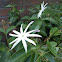 Angelwing Jasmine