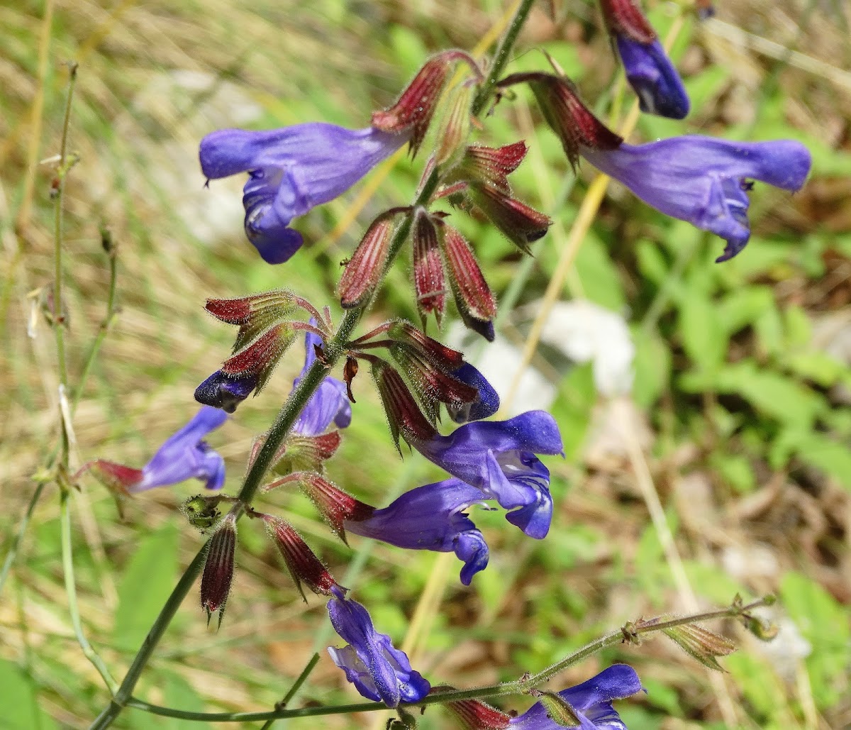 Snarling Sage