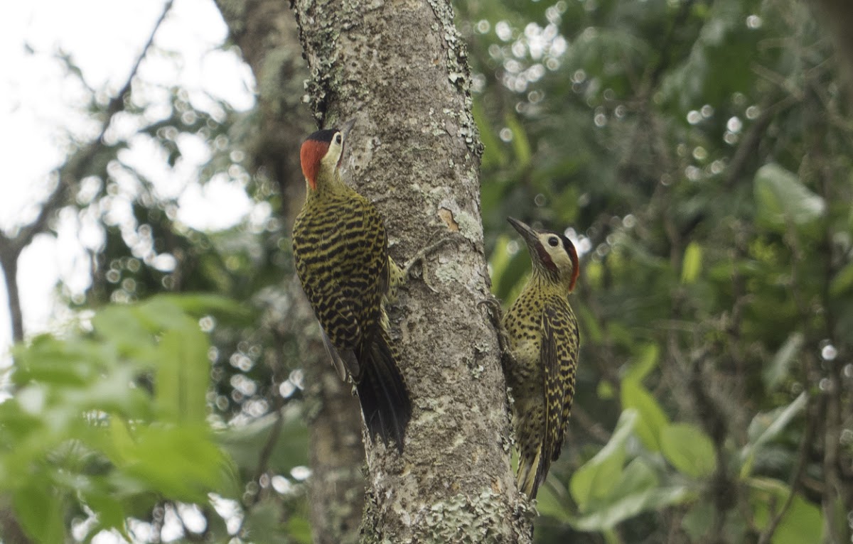 Green-barred woodpecker