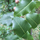 fringe Tree