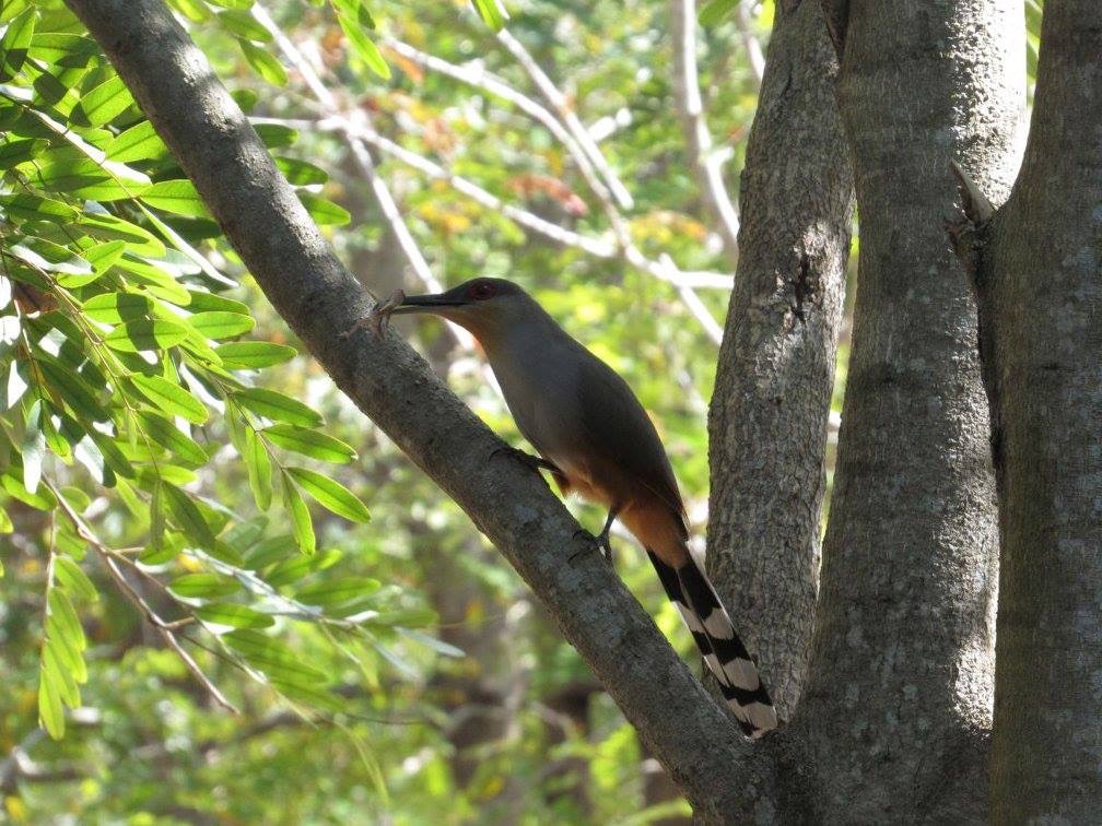 Hispaniolan lizard cuckoo