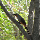 Hispaniolan lizard cuckoo