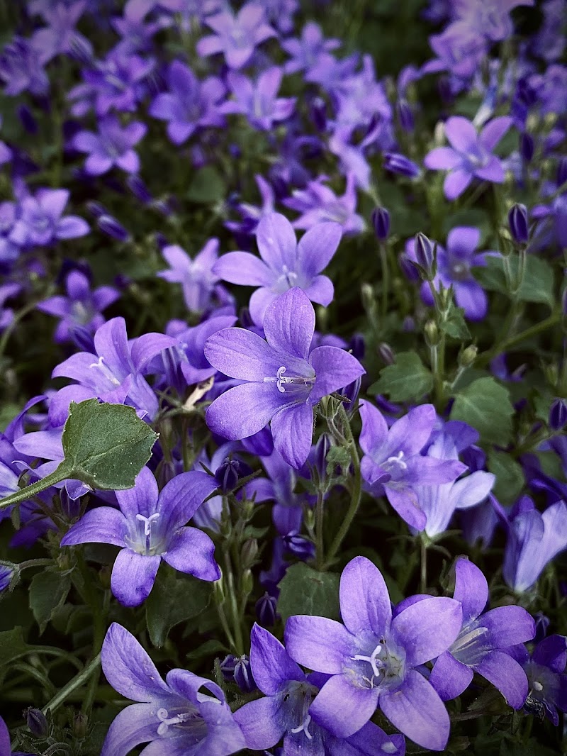 Tappeto di fiori di Elena’s Photography