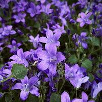 Tappeto di fiori di 