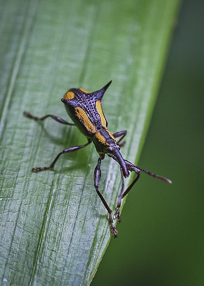 Long-clubbed Weevil