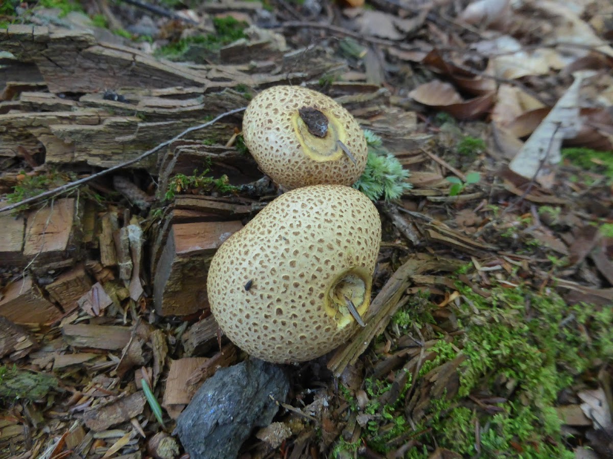 Common Earthball