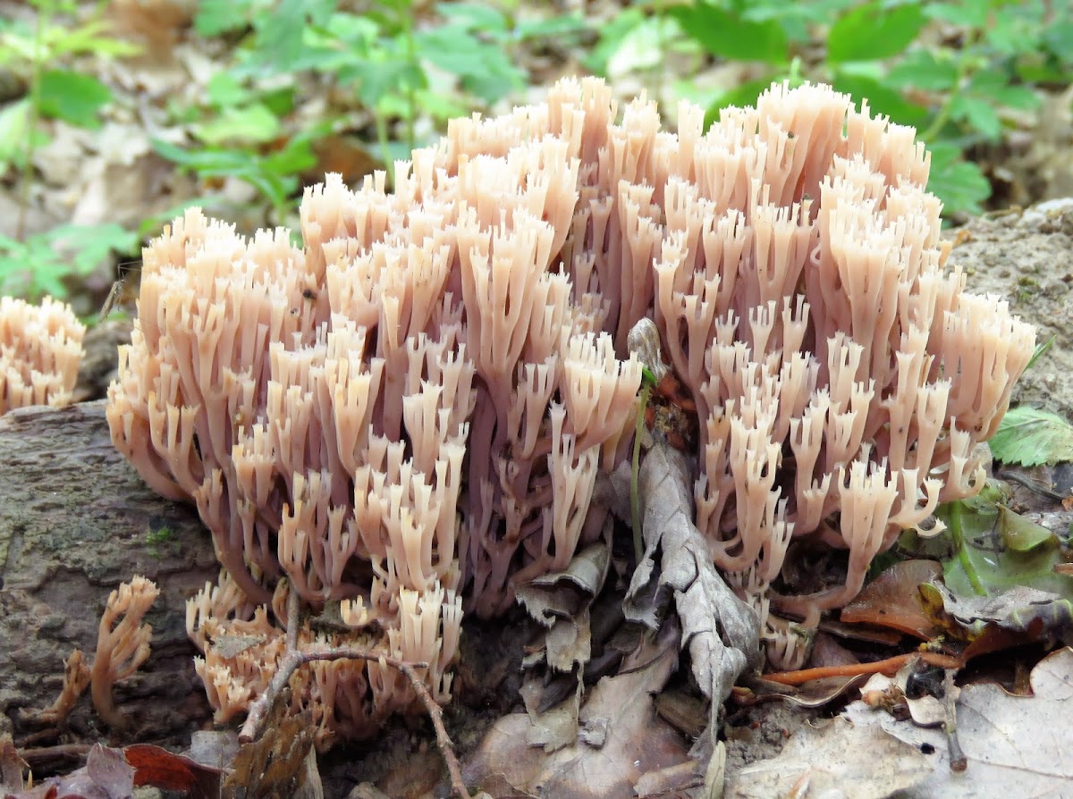 Coral Fungus