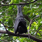 Black flying fox