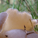 Toothed jelly fungus