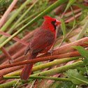 Northern Cardinal