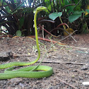 Green Vine Snake