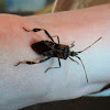 Western Conifer Seed Bug